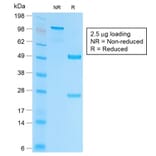 SDS-PAGE - Anti-EpCAM Antibody [EGP40/2041R] - BSA and Azide free (A252446) - Antibodies.com