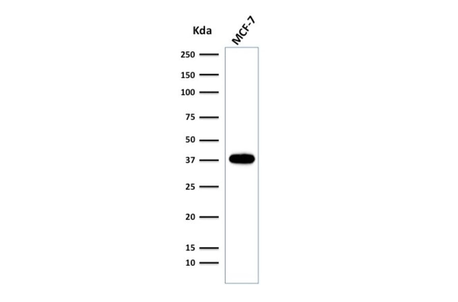 Western Blot - Anti-EpCAM Antibody [EGP40/2041R] - BSA and Azide free (A252446) - Antibodies.com