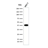 Western Blot - Anti-EpCAM Antibody [EGP40/2041R] - BSA and Azide free (A252446) - Antibodies.com