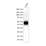 Western Blot - Anti-EpCAM Antibody [EGP40/2041R] - BSA and Azide free (A252446) - Antibodies.com