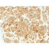 Immunohistochemistry - Anti-EpCAM Antibody - BSA and Azide free (A252448) - Antibodies.com
