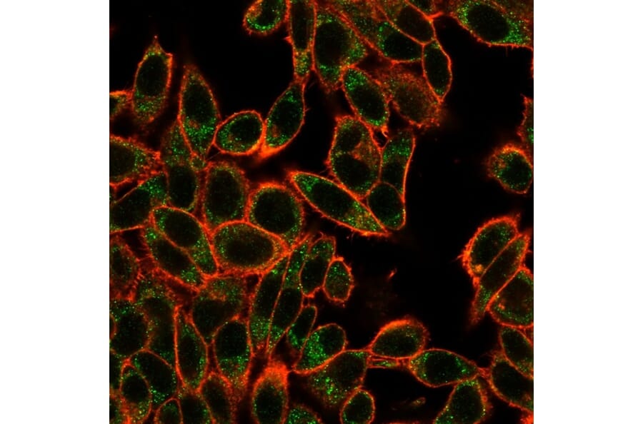 Immunofluorescence - Anti-SMAD3 Antibody [PCRP-SMAD3-1A2] - BSA and Azide free (A252450) - Antibodies.com