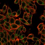 Immunofluorescence - Anti-SMAD3 Antibody [PCRP-SMAD3-1A2] - BSA and Azide free (A252450) - Antibodies.com