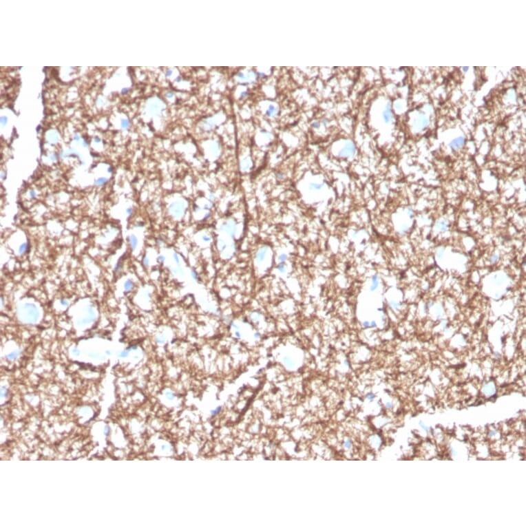 Immunohistochemistry - Anti-Myelin Basic Protein Antibody [MBP/4271] - BSA and Azide free (A252461) - Antibodies.com