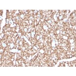 Immunohistochemistry - Anti-Myelin Basic Protein Antibody [MBP/4271] - BSA and Azide free (A252461) - Antibodies.com