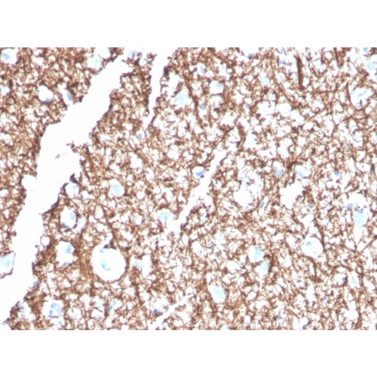 Immunohistochemistry - Anti-Myelin Basic Protein Antibody [MBP/4271] - BSA and Azide free (A252460) - Antibodies.com