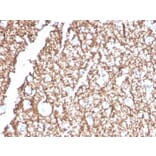 Immunohistochemistry - Anti-Myelin Basic Protein Antibody [MBP/4271] - BSA and Azide free (A252460) - Antibodies.com