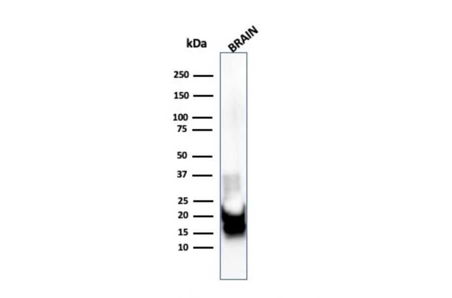 Western Blot - Anti-Myelin Basic Protein Antibody [MBP/4271] - BSA and Azide free (A252461) - Antibodies.com