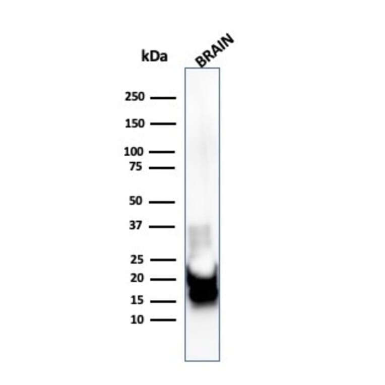 Western Blot - Anti-Myelin Basic Protein Antibody [MBP/4271] - BSA and Azide free (A252461) - Antibodies.com