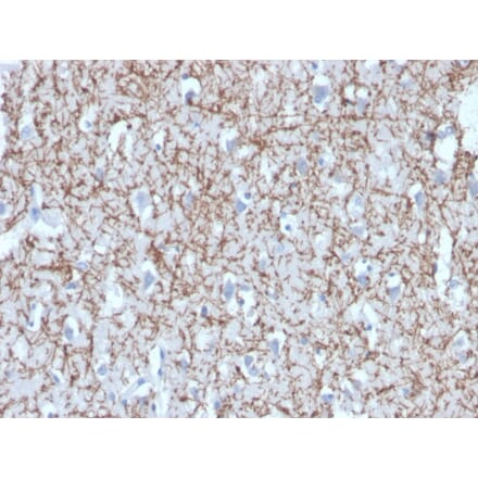 Immunohistochemistry - Anti-Myelin Basic Protein Antibody [MBP/4272] - BSA and Azide free (A252462) - Antibodies.com