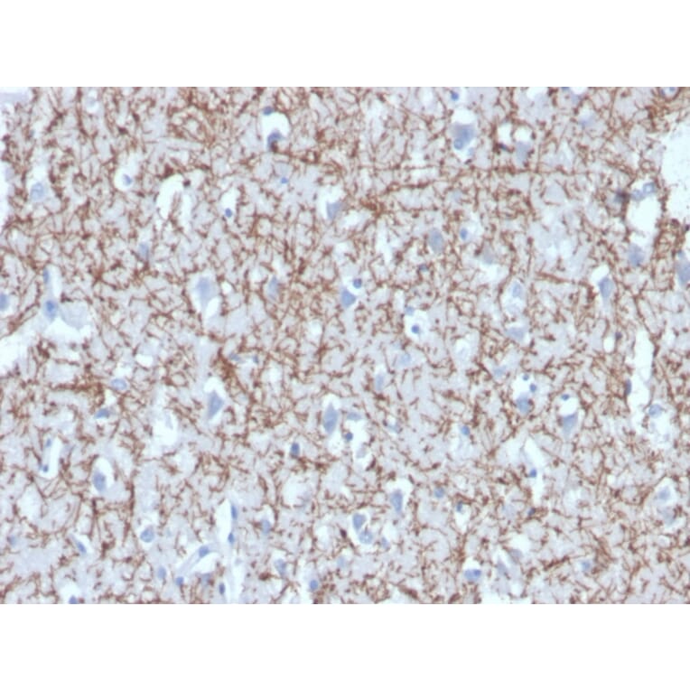 Immunohistochemistry - Anti-Myelin Basic Protein Antibody [MBP/4272] - BSA and Azide free (A252462) - Antibodies.com