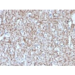 Immunohistochemistry - Anti-Myelin Basic Protein Antibody [MBP/4272] - BSA and Azide free (A252462) - Antibodies.com