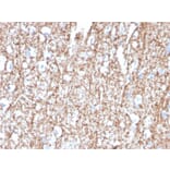 Immunohistochemistry - Anti-Myelin Basic Protein Antibody [MBP/4272] - BSA and Azide free (A252461) - Antibodies.com