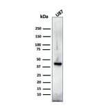 Western Blot - Anti-Myelin Basic Protein Antibody [MBP/4272] - BSA and Azide free (A252462) - Antibodies.com