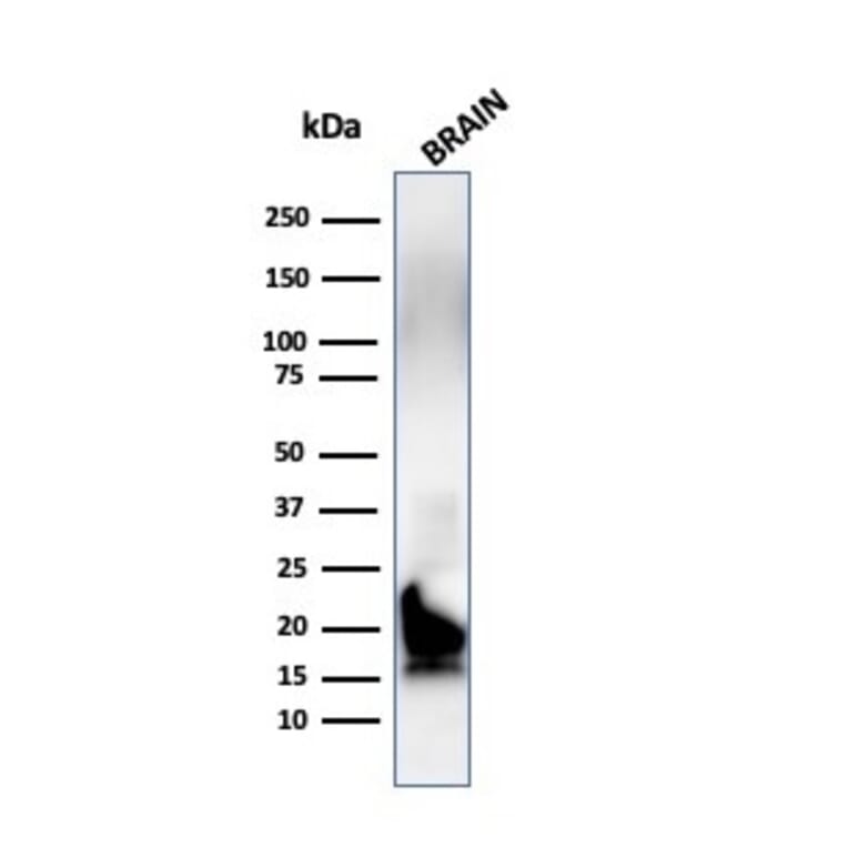 Western Blot - Anti-Myelin Basic Protein Antibody [MBP/4272] - BSA and Azide free (A252462) - Antibodies.com