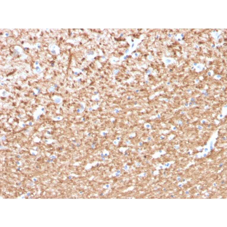 Immunohistochemistry - Anti-Myelin Basic Protein (phospho Thr98) Antibody [MBP/4276] - BSA and Azide free (A252463) - Antibodies.com