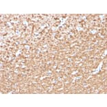 Immunohistochemistry - Anti-Myelin Basic Protein (phospho Thr98) Antibody [MBP/4276] - BSA and Azide free (A252463) - Antibodies.com