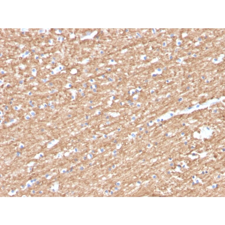 Immunohistochemistry - Anti-Myelin Basic Protein (phospho Thr98) Antibody [MBP/4276] - BSA and Azide free (A252462) - Antibodies.com