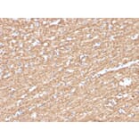 Immunohistochemistry - Anti-Myelin Basic Protein (phospho Thr98) Antibody [MBP/4276] - BSA and Azide free (A252462) - Antibodies.com