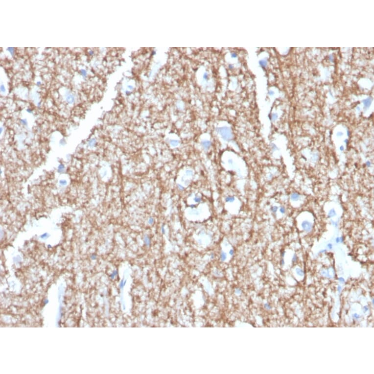 Immunohistochemistry - Anti-Myelin Basic Protein Antibody [MBP/4273] - BSA and Azide free (A252466) - Antibodies.com