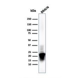 Western Blot - Anti-Myelin Basic Protein Antibody [MBP/4273] - BSA and Azide free (A252466) - Antibodies.com