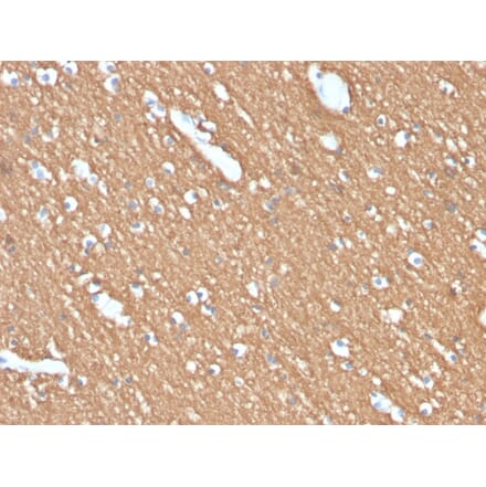 Immunohistochemistry - Anti-Myelin Basic Protein Antibody [MBP/4274] - BSA and Azide free (A252467) - Antibodies.com