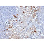 Immunohistochemistry - Anti-CD146 Antibody [MCAM/1101] - BSA and Azide free (A252470) - Antibodies.com