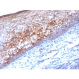 Immunohistochemistry - Anti-CD146 Antibody [MCAM/1101] - BSA and Azide free (A252470) - Antibodies.com