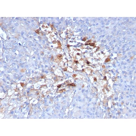 Immunohistochemistry - Anti-CD146 Antibody [C146/634] - BSA and Azide free (A252471) - Antibodies.com
