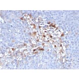 Immunohistochemistry - Anti-CD146 Antibody [C146/634] - BSA and Azide free (A252471) - Antibodies.com