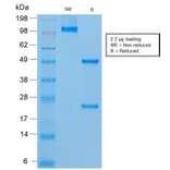 SDS-PAGE - Anti-CD146 Antibody [rMUC18/1130] - BSA and Azide free (A252474) - Antibodies.com