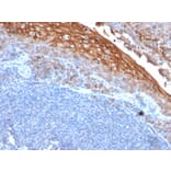 Immunohistochemistry - Anti-CD146 Antibody [rMUC18/1130] - BSA and Azide free (A252473) - Antibodies.com