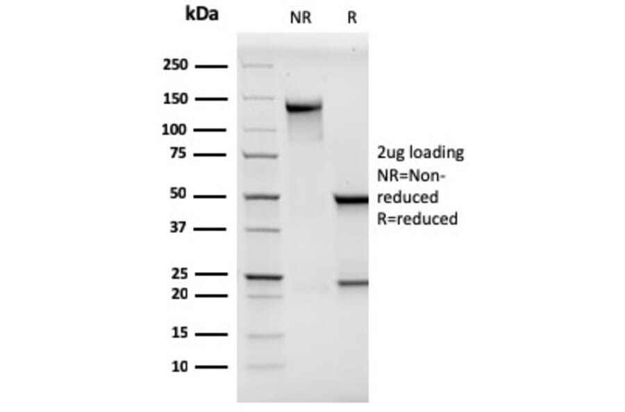 SDS-PAGE - Anti-CD146 Antibody [MCAM/3046] - BSA and Azide free (A252475) - Antibodies.com