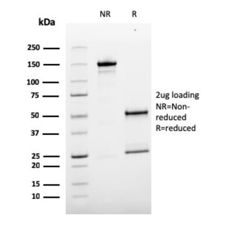 SDS-PAGE - Anti-CD146 Antibody [MCAM/3179] - BSA and Azide free (A252477) - Antibodies.com