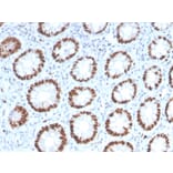 Immunohistochemistry - Anti-MCM6 Antibody [MCM6/2999] - BSA and Azide free (A252478) - Antibodies.com