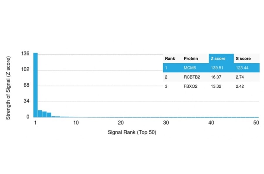 Protein Array - Anti-MCM6 Antibody [MCM6/3000] - BSA and Azide free (A252478) - Antibodies.com