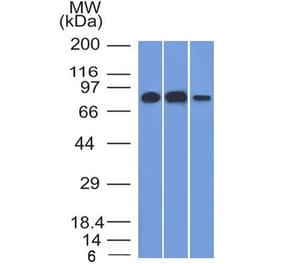 Western Blot - Anti-MCM7 Antibody [MCM7/1466] - BSA and Azide free (A252480) - Antibodies.com