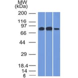 Western Blot - Anti-MCM7 Antibody [MCM7/1466] - BSA and Azide free (A252480) - Antibodies.com