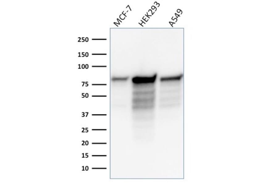 Western Blot - Anti-MCM7 Antibody [MCM7/1466] - BSA and Azide free (A252480) - Antibodies.com