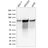 Western Blot - Anti-MCM7 Antibody [MCM7/1466] - BSA and Azide free (A252480) - Antibodies.com
