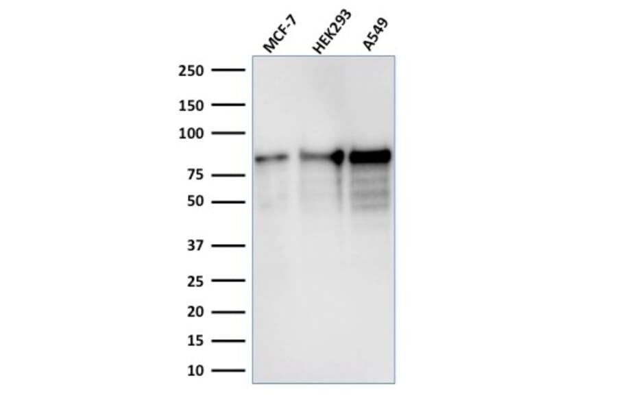 Western Blot - Anti-MCM7 Antibody [MCM7/1467] - BSA and Azide free (A252481) - Antibodies.com