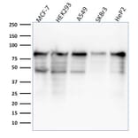 Western Blot - Anti-MCM7 Antibody [MCM7/1468] - BSA and Azide free (A252482) - Antibodies.com