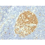 Immunohistochemistry - Anti-MCM7 Antibody [MCM7/1469] - BSA and Azide free (A252483) - Antibodies.com