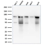 Western Blot - Anti-MCM7 Antibody [MCM7/1469] - BSA and Azide free (A252483) - Antibodies.com
