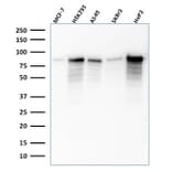 Western Blot - Anti-MCM7 Antibody [SPM379] - BSA and Azide free (A252484) - Antibodies.com