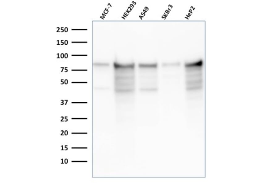 Western Blot - Anti-MCM7 Antibody [rMCM7/1468] - BSA and Azide free (A252485) - Antibodies.com