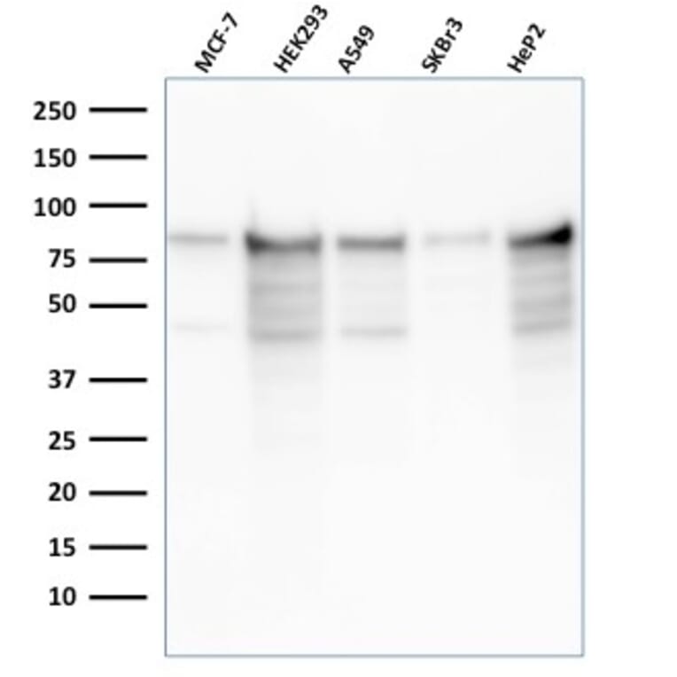 Western Blot - Anti-MCM7 Antibody [rMCM7/1468] - BSA and Azide free (A252485) - Antibodies.com