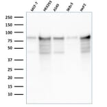 Western Blot - Anti-MCM7 Antibody [rMCM7/1468] - BSA and Azide free (A252485) - Antibodies.com