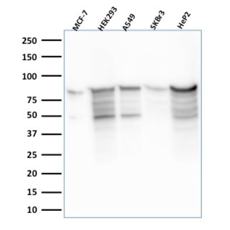 Western Blot - Anti-MCM7 Antibody [MCM7/2756R] - BSA and Azide free (A252486) - Antibodies.com