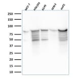 Western Blot - Anti-MCM7 Antibody [MCM7/2756R] - BSA and Azide free (A252486) - Antibodies.com